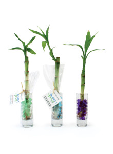 Bambou d'eau en verre
