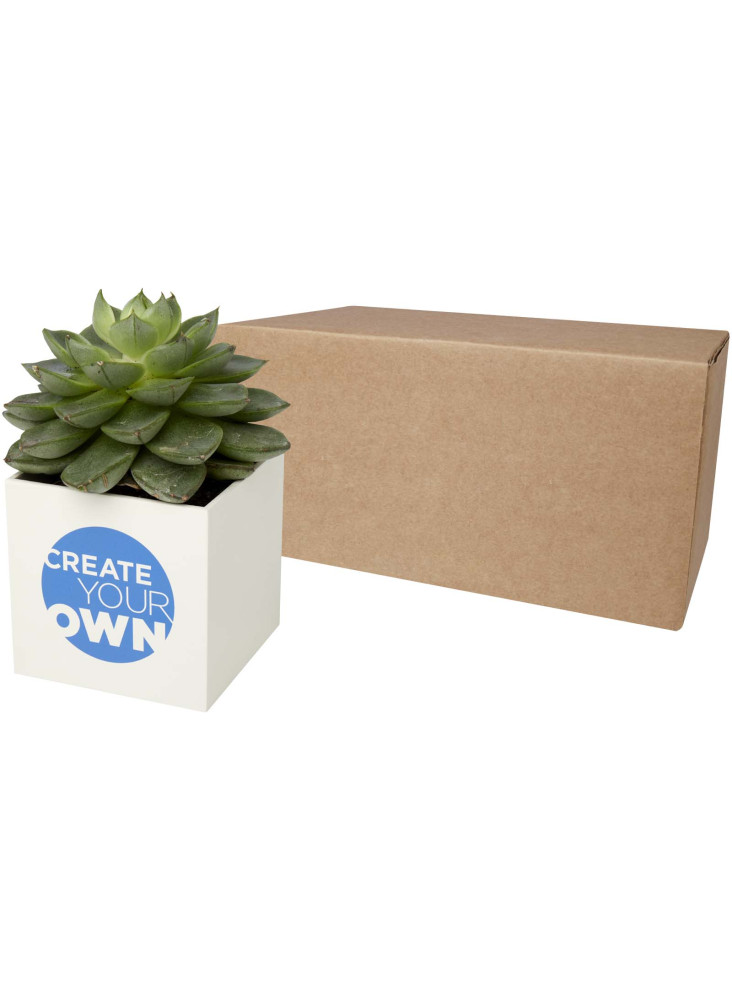 Pot aluminium publicitaire plante grasse Hey Pots