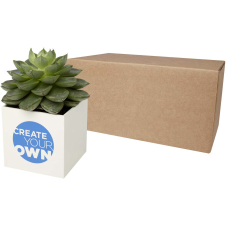 Pot aluminium publicitaire plante grasse Hey Pots