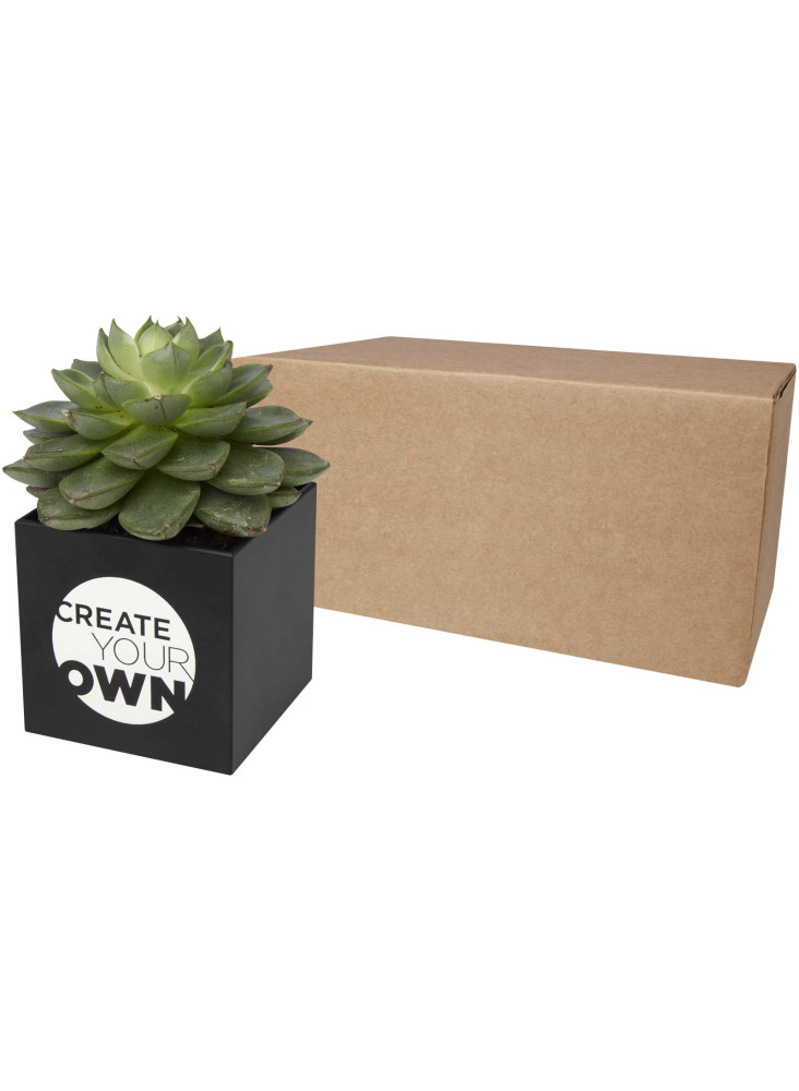 Pot aluminium publicitaire plante grasse Hey Pots