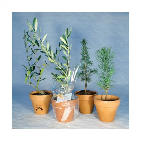 Plante au choix dans pot en terre cuite