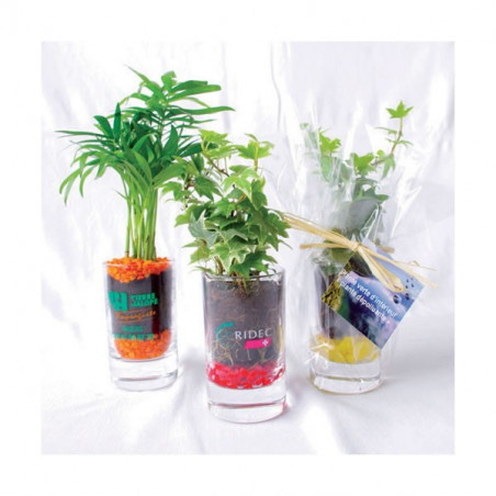 Plante Verte Publicitaire