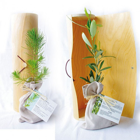 Plant d'arbre en tube