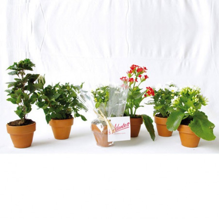 Petite plante en pot personnalisable