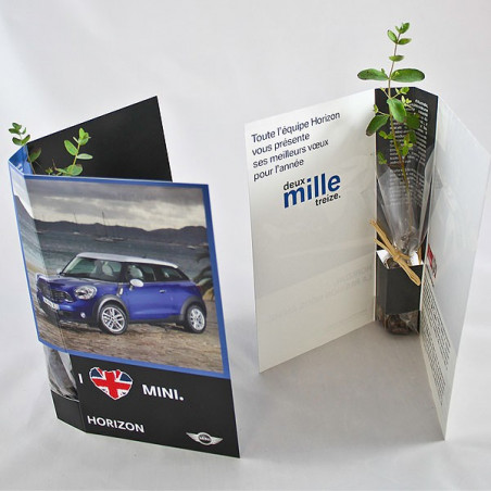 Canne chinois en plante postale publicitaire