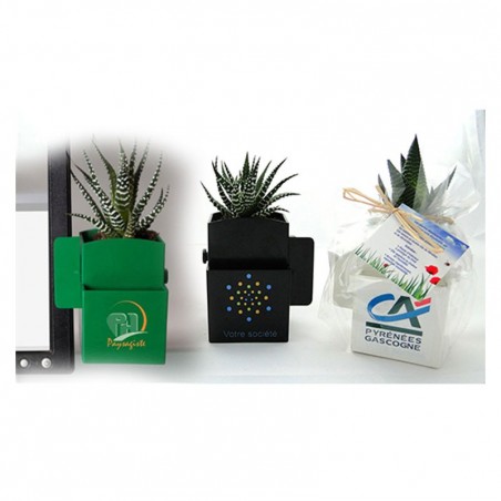 Vegetal-box avec plante dépolluante personnalisée