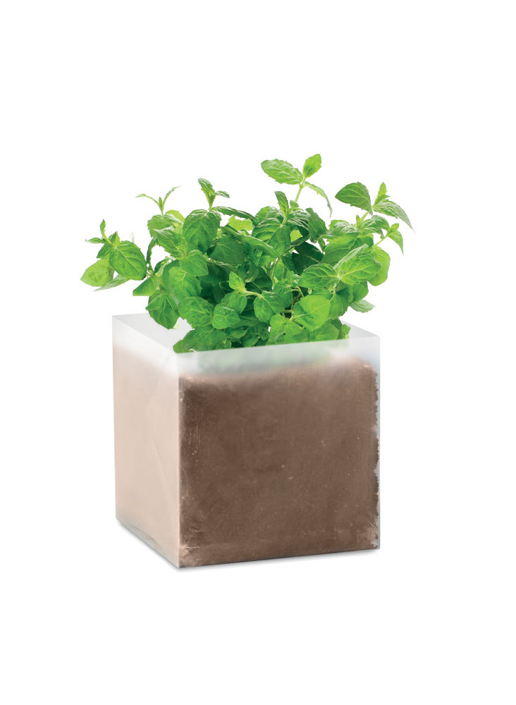 MINT