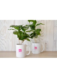 objet publicitaire - promenoch - Plante en mug publicitaire   - Accueil